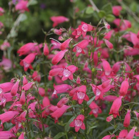foto van een variëteit aan bloemen, te gebruiken als: Pot - en perkplant Penstemon x mexicali Carillo Red