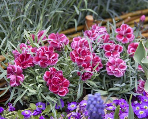 foto van een variëteit aan bloemen, te gebruiken als: Korf / Pot Dianthus Diantica® Burgundy