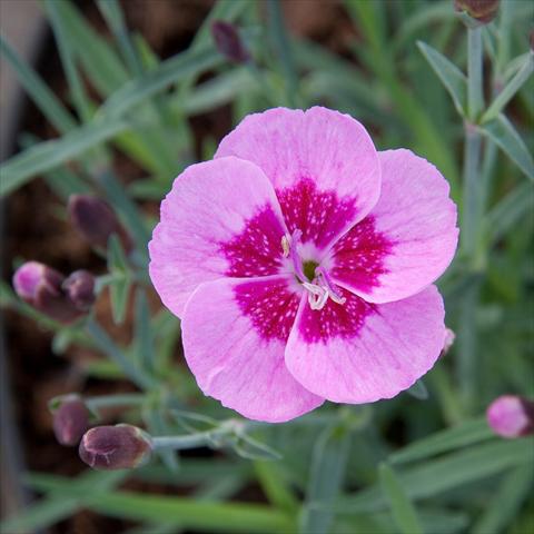 foto van een variëteit aan bloemen, te gebruiken als: Korf / Pot Dianthus Diantica® Pink+Eye