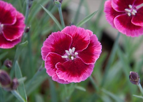 foto van een variëteit aan bloemen, te gebruiken als: Korf / Pot Dianthus Diantica® Raspberry Cream