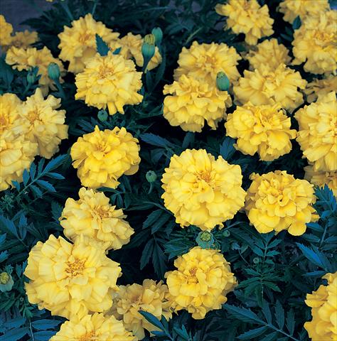 foto van een variëteit aan bloemen, te gebruiken als: Perkplant / Borders Tagetes patula Zenith Lemon Yellow