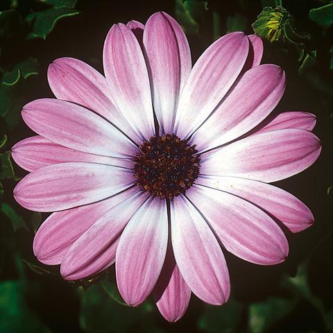 foto van een variëteit aan bloemen, te gebruiken als: Pot - en perkplant Osteospermum FlowerPower® Compact Light Pink