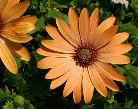foto van een variëteit aan bloemen, te gebruiken als: Pot - en perkplant Osteospermum FlowerPower® Compact Orange Bronze