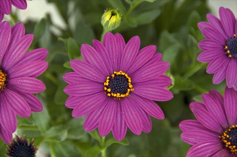foto van een variëteit aan bloemen, te gebruiken als: Pot - en perkplant Osteospermum FlowerPower® Compact Silver Purple