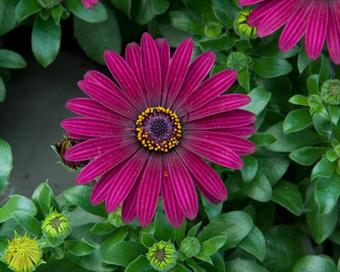 foto van een variëteit aan bloemen, te gebruiken als: Pot - en perkplant Osteospermum FlowerPower® Dark Purple