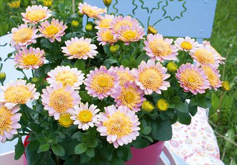 foto van een variëteit aan bloemen, te gebruiken als: Pot - en perkplant Osteospermum FlowerPower® Double Pink+Yellow
