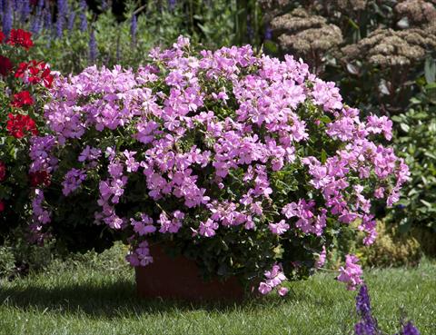 foto van een variëteit aan bloemen, te gebruiken als: Patioplant, potplant Pelargonium interspecifico Marcada Pink