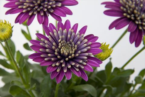 foto van een variëteit aan bloemen, te gebruiken als: Pot - en perkplant Osteospermum FlowerPower® Double Purple Explosion