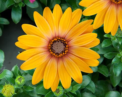 foto van een variëteit aan bloemen, te gebruiken als: Pot - en perkplant Osteospermum FlowerPower® Magic Orange