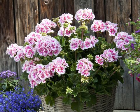 foto van een variëteit aan bloemen, te gebruiken als: Potplant, perkplant, patioplant Pelargonium zonale Moonlight® Katy13
