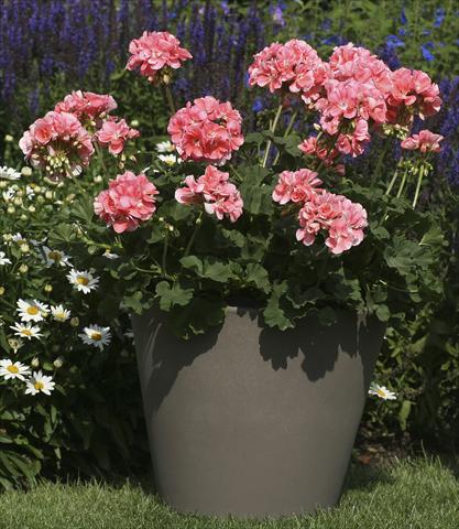 foto van een variëteit aan bloemen, te gebruiken als: Potplant, perkplant, patioplant Pelargonium zonale Moonlight® Michelle