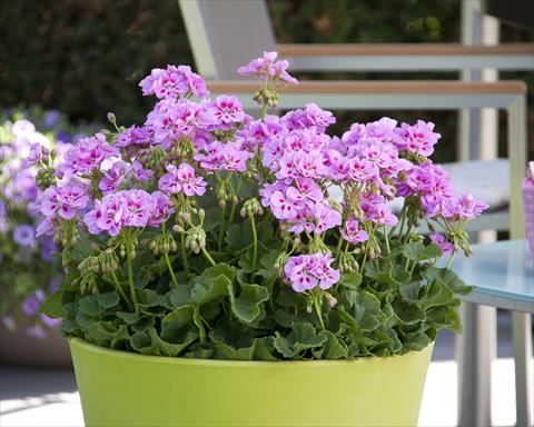 foto van een variëteit aan bloemen, te gebruiken als: Potplant, perkplant, patioplant Pelargonium zonale Sunrise® Katinka13