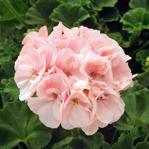 foto van een variëteit aan bloemen, te gebruiken als: Potplant, perkplant, patioplant Pelargonium zonale Sunrise® XL Appleblossom