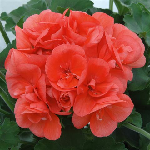 foto van een variëteit aan bloemen, te gebruiken als: Potplant, perkplant, patioplant Pelargonium zonale Sunrise® XL Demira