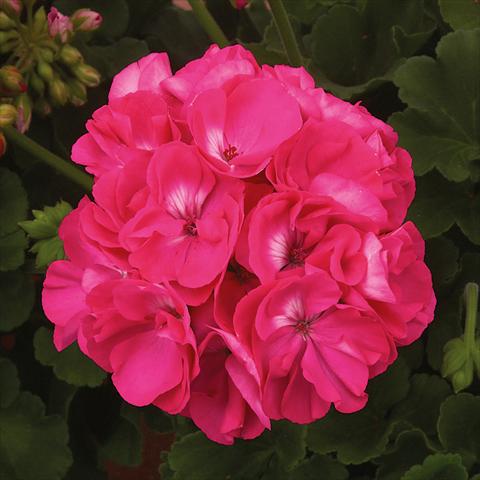 foto van een variëteit aan bloemen, te gebruiken als: Potplant, perkplant, patioplant Pelargonium zonale Sunrise® XL Elaine