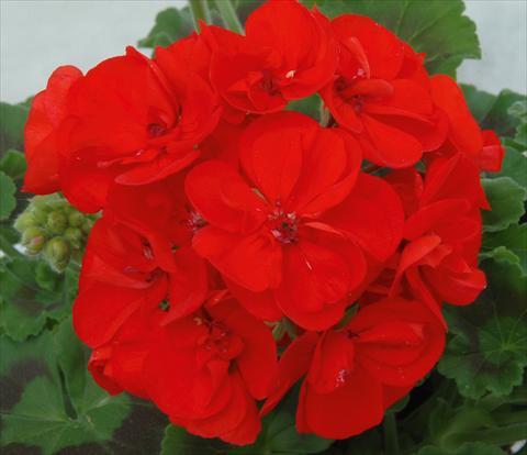 foto van een variëteit aan bloemen, te gebruiken als: Potplant, perkplant, patioplant Pelargonium zonale Sunrise® XL Elara