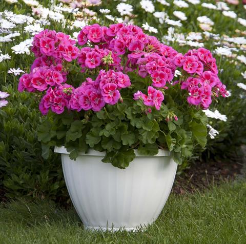 foto van een variëteit aan bloemen, te gebruiken als: Potplant, perkplant, patioplant Pelargonium zonale Sunrise® XL Ganymed13