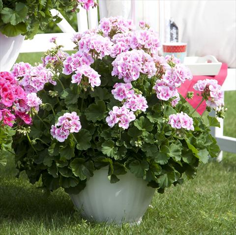foto van een variëteit aan bloemen, te gebruiken als: Potplant, perkplant, patioplant Pelargonium zonale Sunrise® XL Kristiana