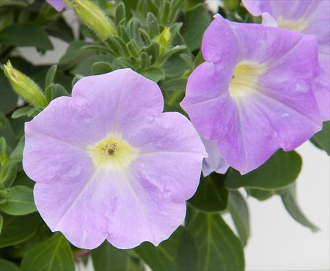 foto van een variëteit aan bloemen, te gebruiken als: Potplant, perkplant, patioplant, korfplant Petunia Bonnie Light Blue
