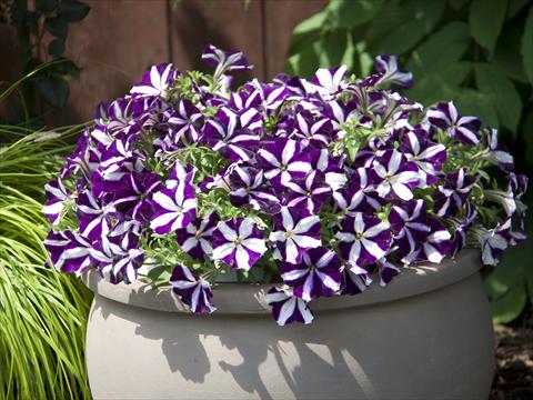 foto van een variëteit aan bloemen, te gebruiken als: Potplant, perkplant, patioplant, korfplant Petunia Bonnie Purple Star