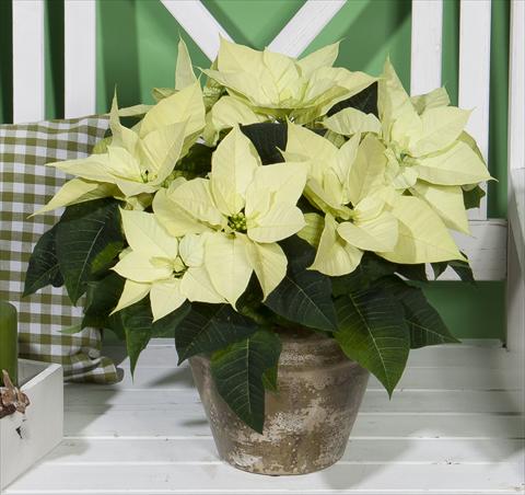 foto van een variëteit aan bloemen, te gebruiken als: Pot Poinsettia - Euphorbia pulcherrima Christmas Beauty Lime