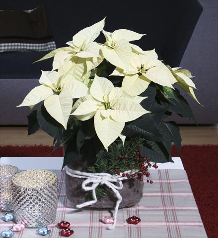 foto van een variëteit aan bloemen, te gebruiken als: Pot Poinsettia - Euphorbia pulcherrima Christmas Feelings® Pearl
