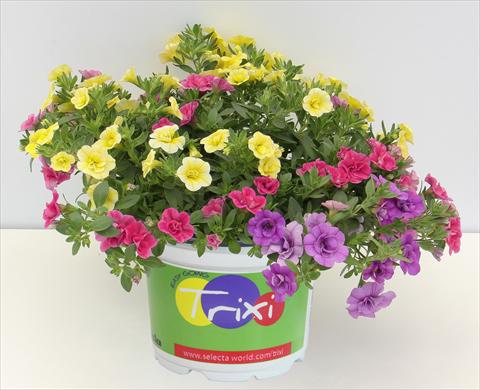 foto van een variëteit aan bloemen, te gebruiken als: Potplant, perkplant, patioplant 3 Combo Trixi® MiniFamous® Double Early Petticoat13