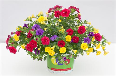 foto van een variëteit aan bloemen, te gebruiken als: Potplant, perkplant, patioplant 3 Combo Trixi® MiniFamous® Double Hot Petticoat