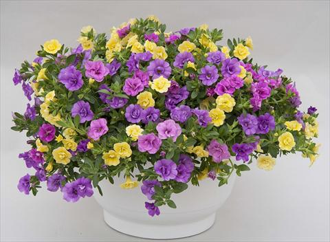 foto van een variëteit aan bloemen, te gebruiken als: Potplant, perkplant, patioplant 3 Combo Trixi® MiniFamous® Double Petticoat