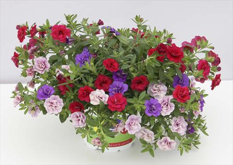 foto van een variëteit aan bloemen, te gebruiken als: Potplant, perkplant, patioplant 3 Combo Trixi® MiniFamous® Double Sweet Petticoat