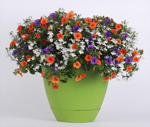 foto van een variëteit aan bloemen, te gebruiken als: Potplant, perkplant, patioplant 3 Combo Trixi® Spring Valley