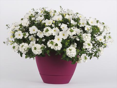 foto van een variëteit aan bloemen, te gebruiken als: Potplant, perkplant, patioplant 3 Combo Trixi® White Pearl