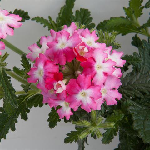 foto van een variëteit aan bloemen, te gebruiken als: Potplant, patioplant, korfplant Verbena Bebop Dark Pink