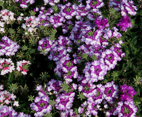 foto van een variëteit aan bloemen, te gebruiken als: Potplant, patioplant, korfplant Verbena Bebop Dark Violet