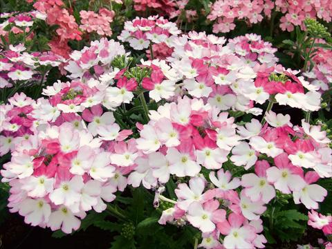 foto van een variëteit aan bloemen, te gebruiken als: Potplant, patioplant, korfplant Verbena Bebop Pink