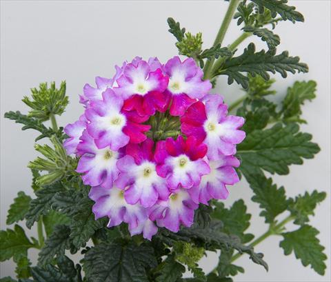 foto van een variëteit aan bloemen, te gebruiken als: Potplant, patioplant, korfplant Verbena Bebop Violet