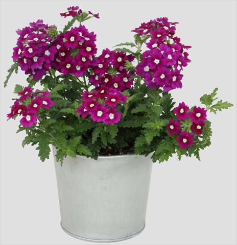 foto van een variëteit aan bloemen, te gebruiken als: Potplant, patioplant, korfplant Verbena Blues Dark Purple