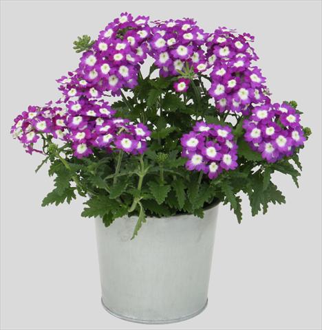 foto van een variëteit aan bloemen, te gebruiken als: Potplant, patioplant, korfplant Verbena Blues Dark Violet