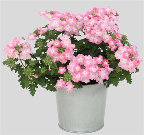 foto van een variëteit aan bloemen, te gebruiken als: Potplant, patioplant, korfplant Verbena Blues Light Pink