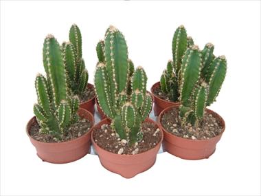 foto van een variëteit aan bloemen, te gebruiken als: Pot Cactus Cereus floridiano