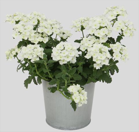 foto van een variëteit aan bloemen, te gebruiken als: Potplant, patioplant, korfplant Verbena Blues White