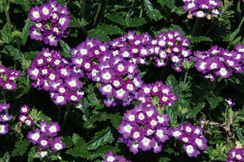 foto van een variëteit aan bloemen, te gebruiken als: Potplant, patioplant, korfplant Verbena Lascar® Big Eye Violet evol