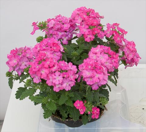 foto van een variëteit aan bloemen, te gebruiken als: Potplant, patioplant, korfplant Verbena Pop Dark Pink