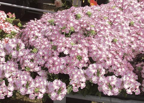foto van een variëteit aan bloemen, te gebruiken als: Potplant, patioplant, korfplant Verbena Pop Light Pink