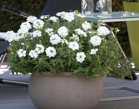 foto van een variëteit aan bloemen, te gebruiken als: Potplant, patioplant, korfplant Verbena Pop White