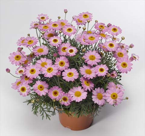 foto van een variëteit aan bloemen, te gebruiken als: Pot - en perkplant Argyranthemum frutescens Sassy 