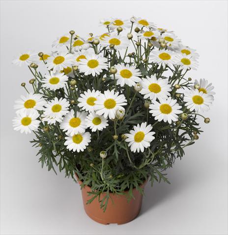 foto van een variëteit aan bloemen, te gebruiken als: Pot - en perkplant Argyranthemum frutescens Sassy 