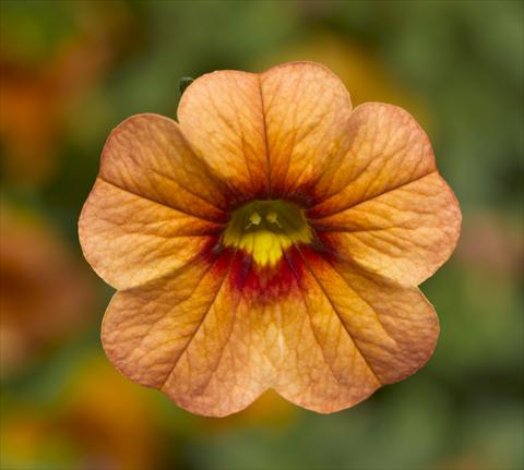 foto van een variëteit aan bloemen, te gebruiken als: Potplant, perkplant, patioplant, korfplant Calibrachoa Callie® Apricot
