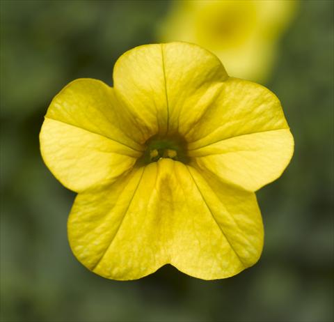 foto van een variëteit aan bloemen, te gebruiken als: Potplant, perkplant, patioplant, korfplant Calibrachoa Callie® Bright Yellow