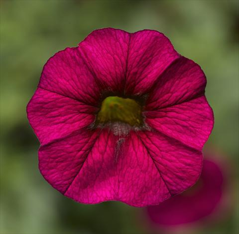 foto van een variëteit aan bloemen, te gebruiken als: Potplant, perkplant, patioplant, korfplant Calibrachoa Callie® Burgundy